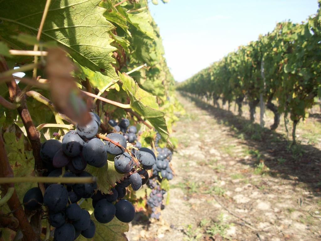 أونزاين Loire, Chateaux, Et Vignes المظهر الخارجي الصورة
